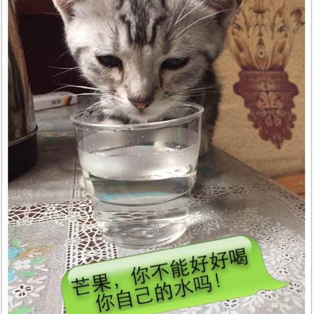 办理函授专科毕业证